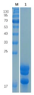 Reducing 12% SDS-PAGE analysis profile of purified Cynomolgus IL1RN (CBB stained).